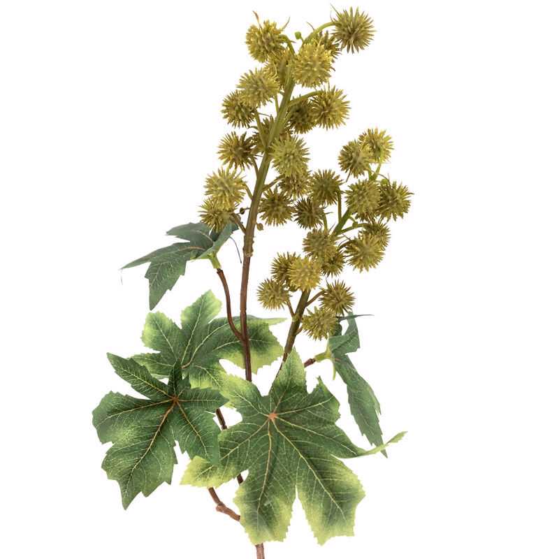 Ramo Ricinus verde