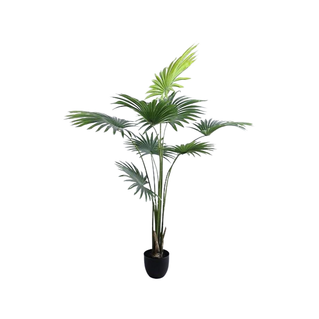 planta chinese levistona 120x58x159cm