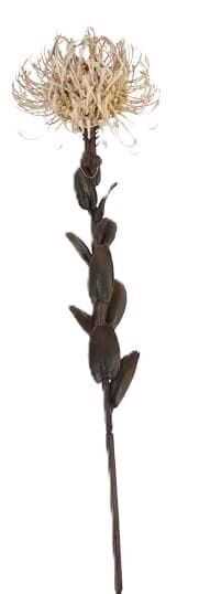 Pé Protea c/folhas 60cm