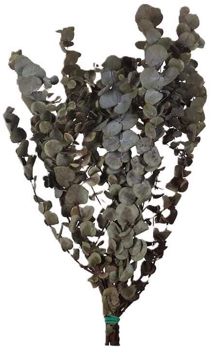 Ramo eucalipto preservado 65cm