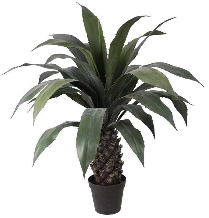 Planta Agave 45cm em vaso, 24 folhas