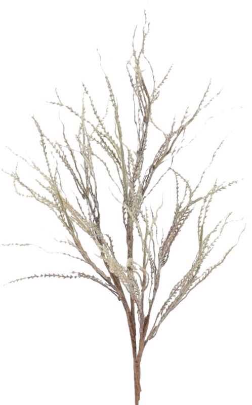 Graminea pennisetum verde