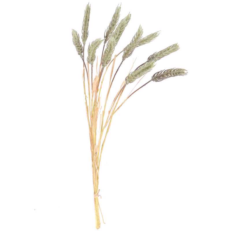 Gramínea hordeum 60cm verde