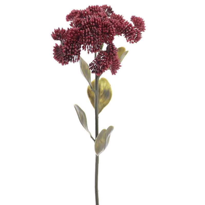 Sedum bordeau