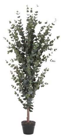 Árvore eucalipto verde D50*155H